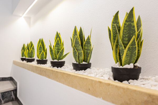 Decorative indoor plants in modern interior design at Azzure Studio in Kokkari Samos